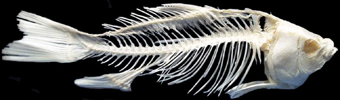 esqueleto pez