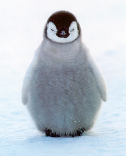 pinguino-peq.jpg